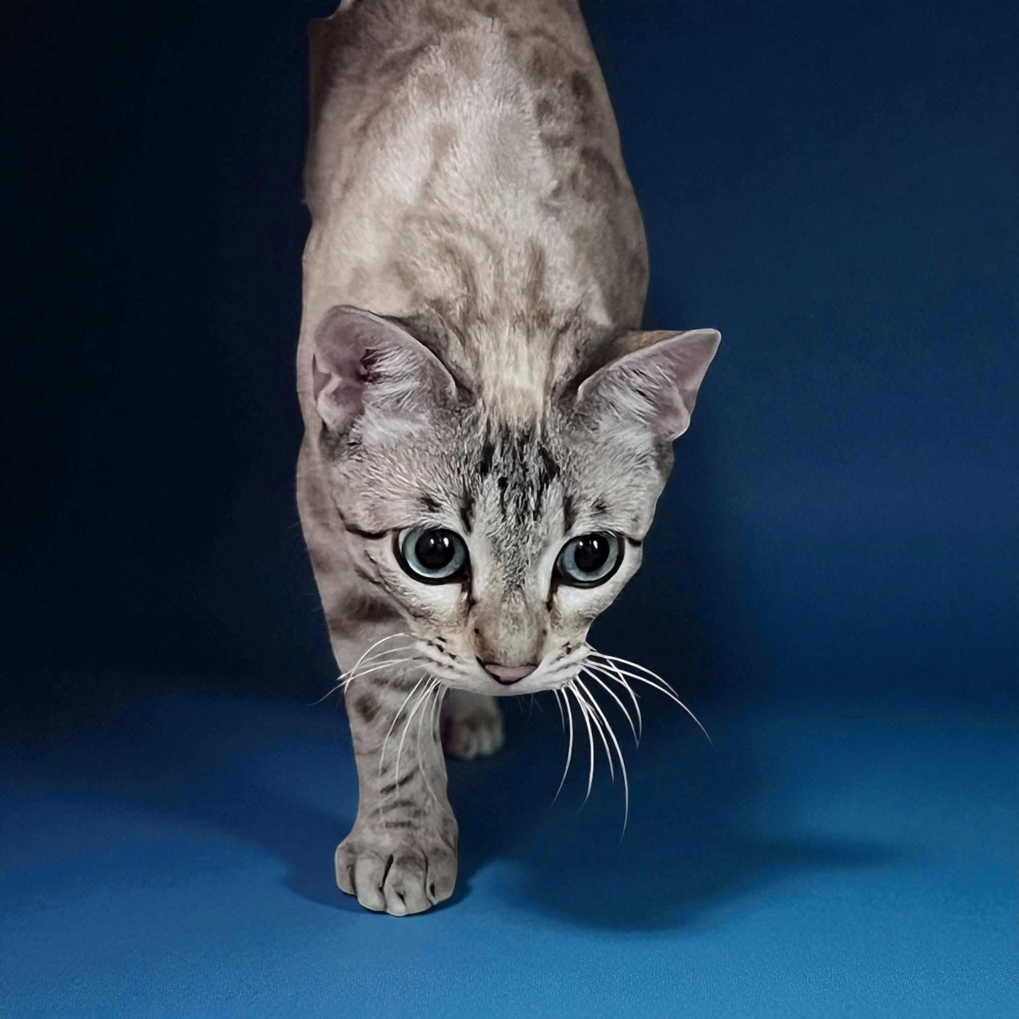 MajesticMeows White Pearl