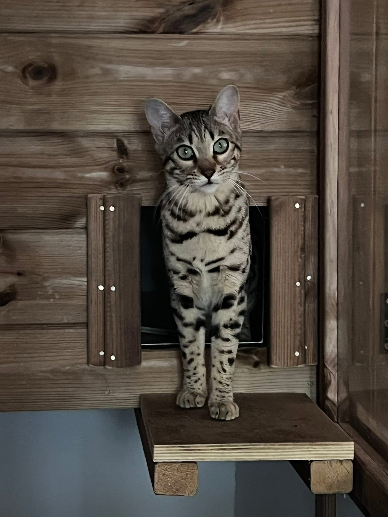 MajesticMeows Wild Heart