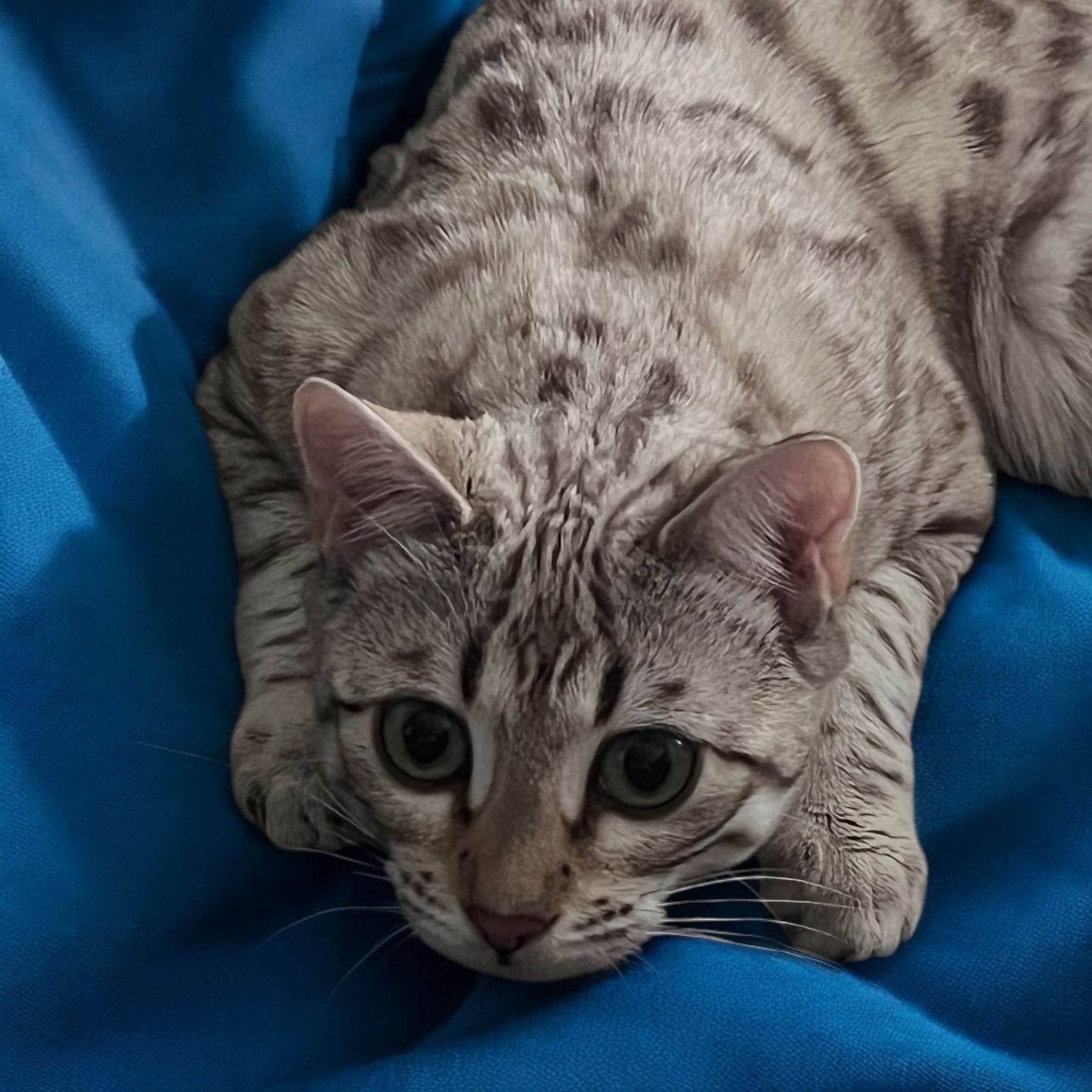 MajesticMeows Wild Rose