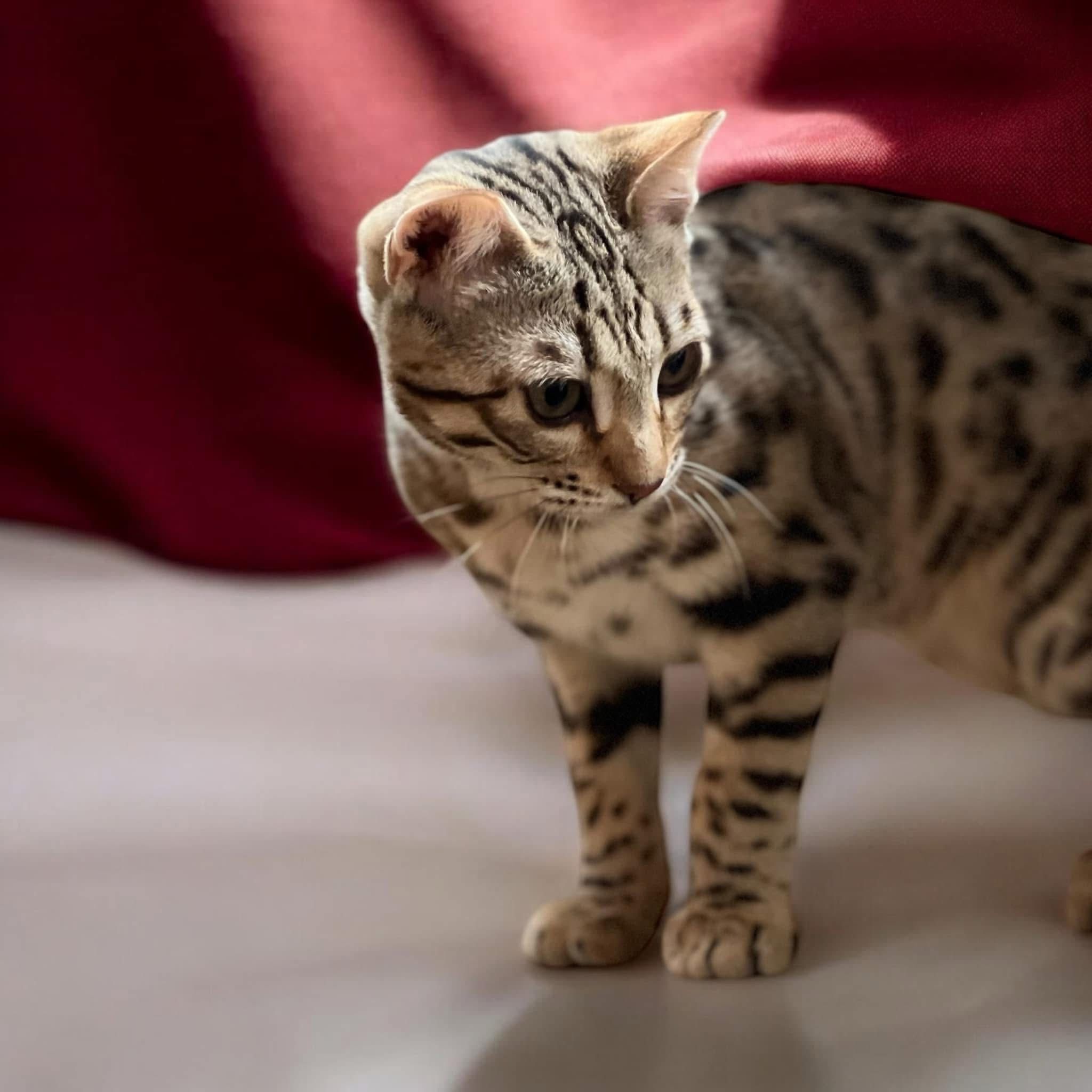 MajesticMeows Winter Rose